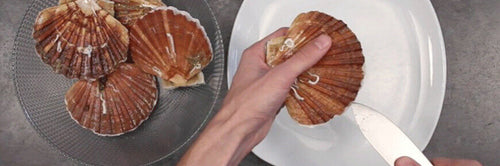 Comment ouvrir et nettoyer une coquille St-Jacques ?