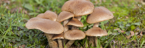 calendrier et conseils pour la cueillette des champignons