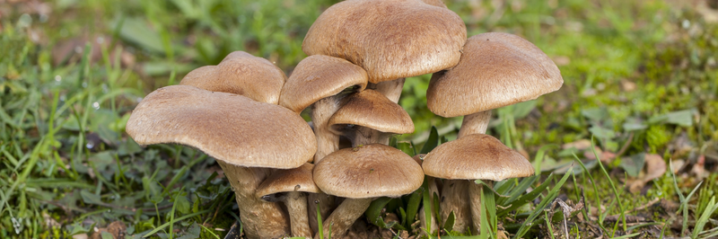 calendrier et conseils pour la cueillette des champignons