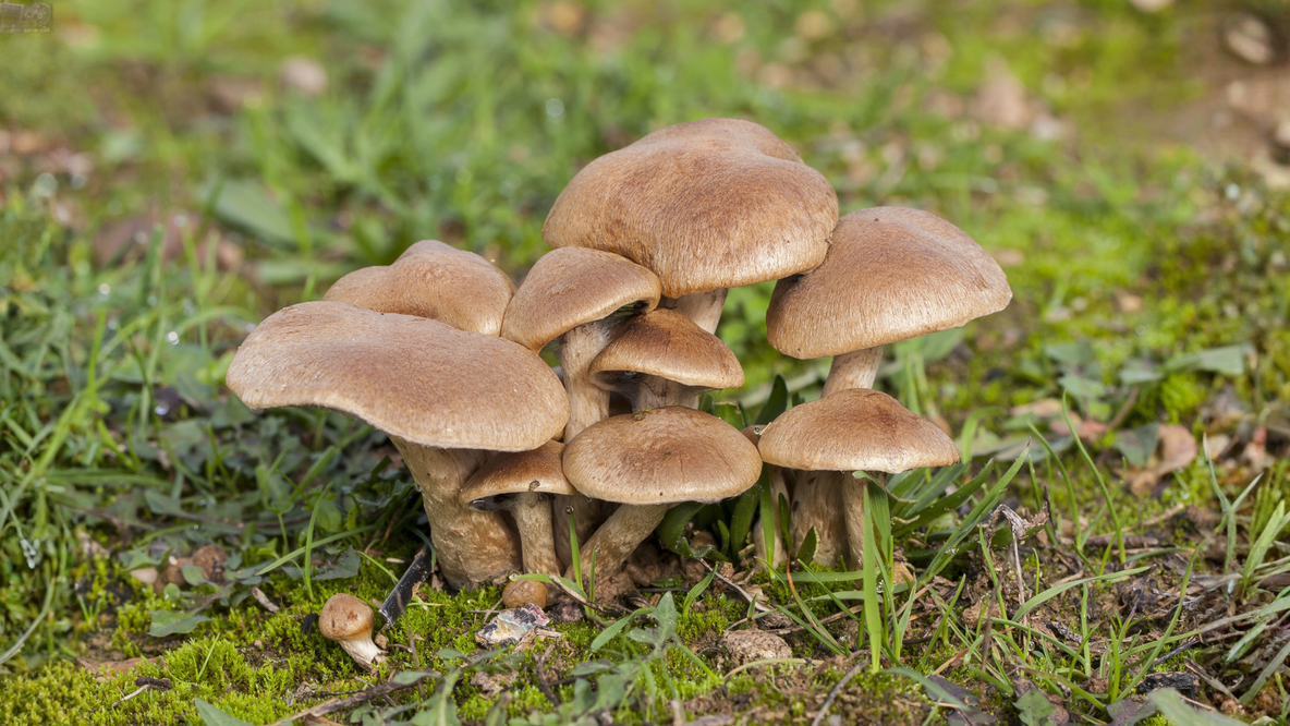 calendrier et conseils pour la cueillette des champignons