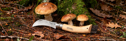 Comment bien choisir son couteau à champignon ? Le guide