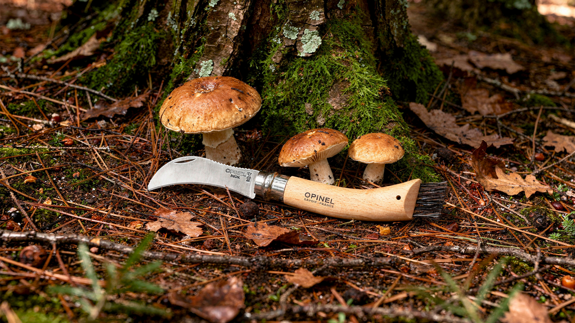 Comment bien choisir son couteau à champignon ? Le guide