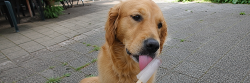 glace pour chien