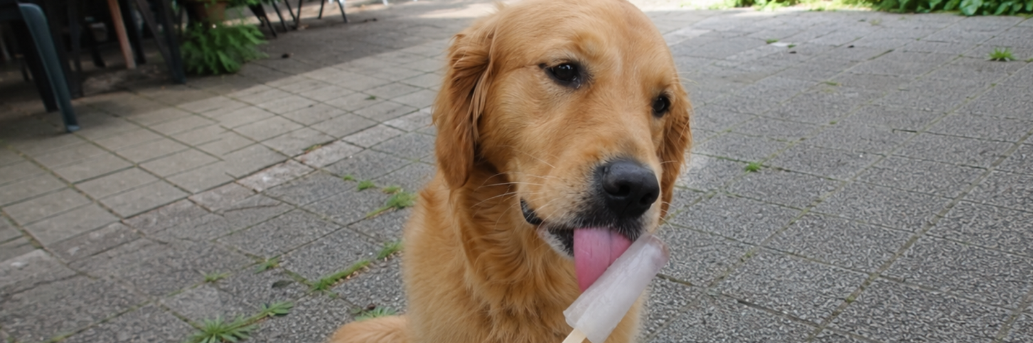 glace pour chien
