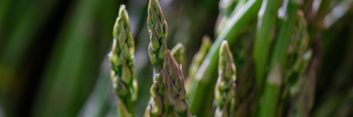 peler une asperge