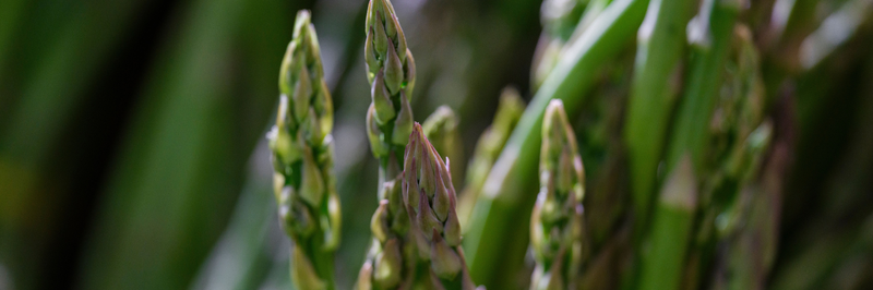peler une asperge