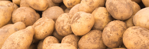 Comment tailler une pomme de terre