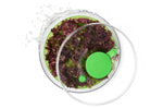 Essoreuse à salade OXO verte 26cm