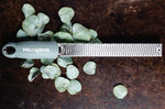 Râpe-zesteur Microplane Premium Classic Vert Eucalyptus - 20,3cm