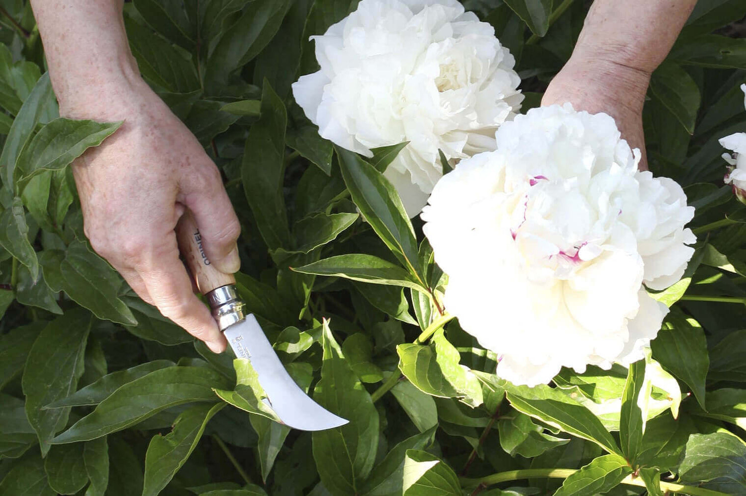 Couteau serpette Opinel n°8 lame inox 8cm manche en hêtre
