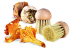 Brosse à champignons La Bonne Graine 4cm