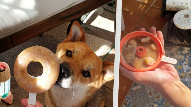 Comment faire une glace maison pour son chien ?